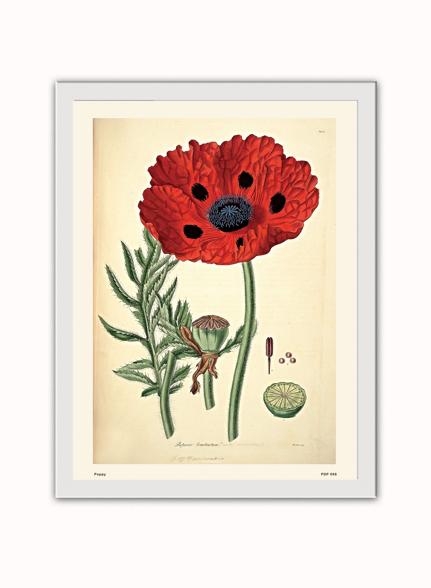 Poppy Natural History Vintage Poster Wall Art Print 30x40cm White Frame