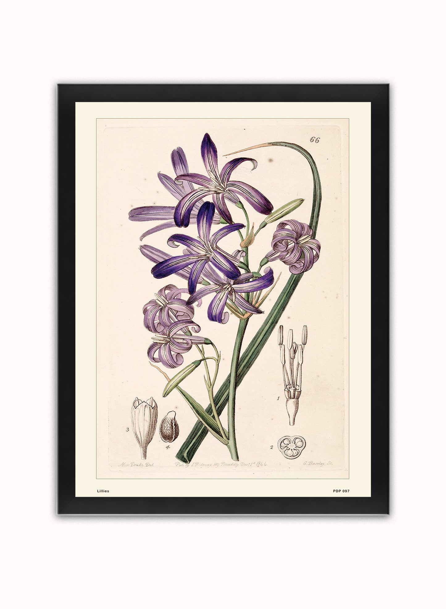 Lillies Natural History Vintage Poster Wall Art Print 30x40cm Black Frame