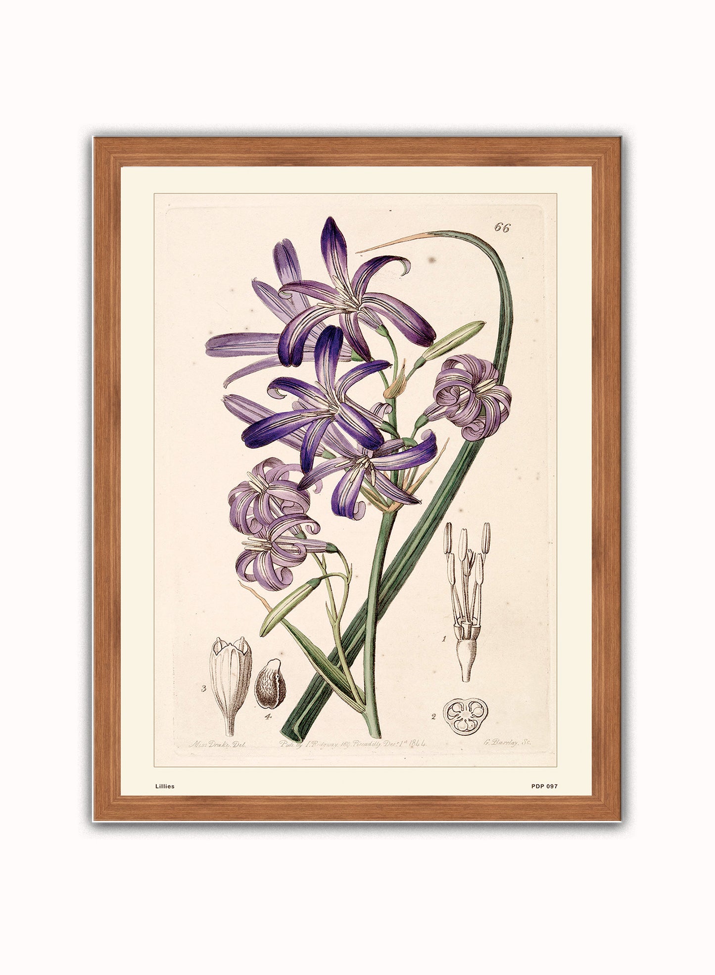 Lillies Natural History Vintage Poster Wall Art Print 30x40cm Dark Wood
