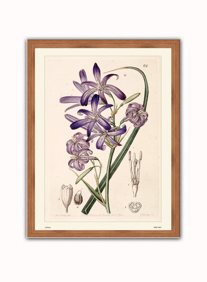 Lillies Natural History Vintage Poster Wall Art Print 30x40cm Dark Wood
