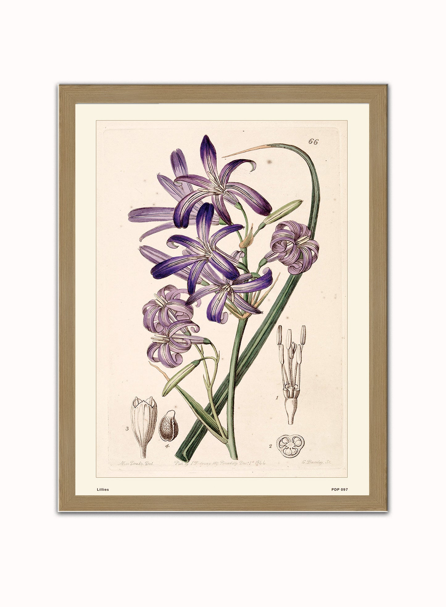 Lillies Natural History Vintage Poster Wall Art Print 30x40cm Light Wood