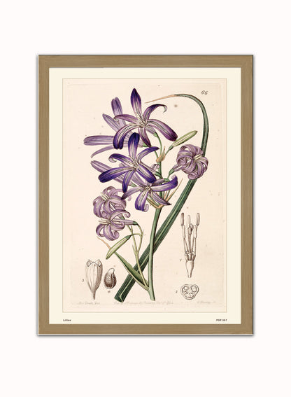 Lillies Natural History Vintage Poster Wall Art Print 30x40cm Light Wood