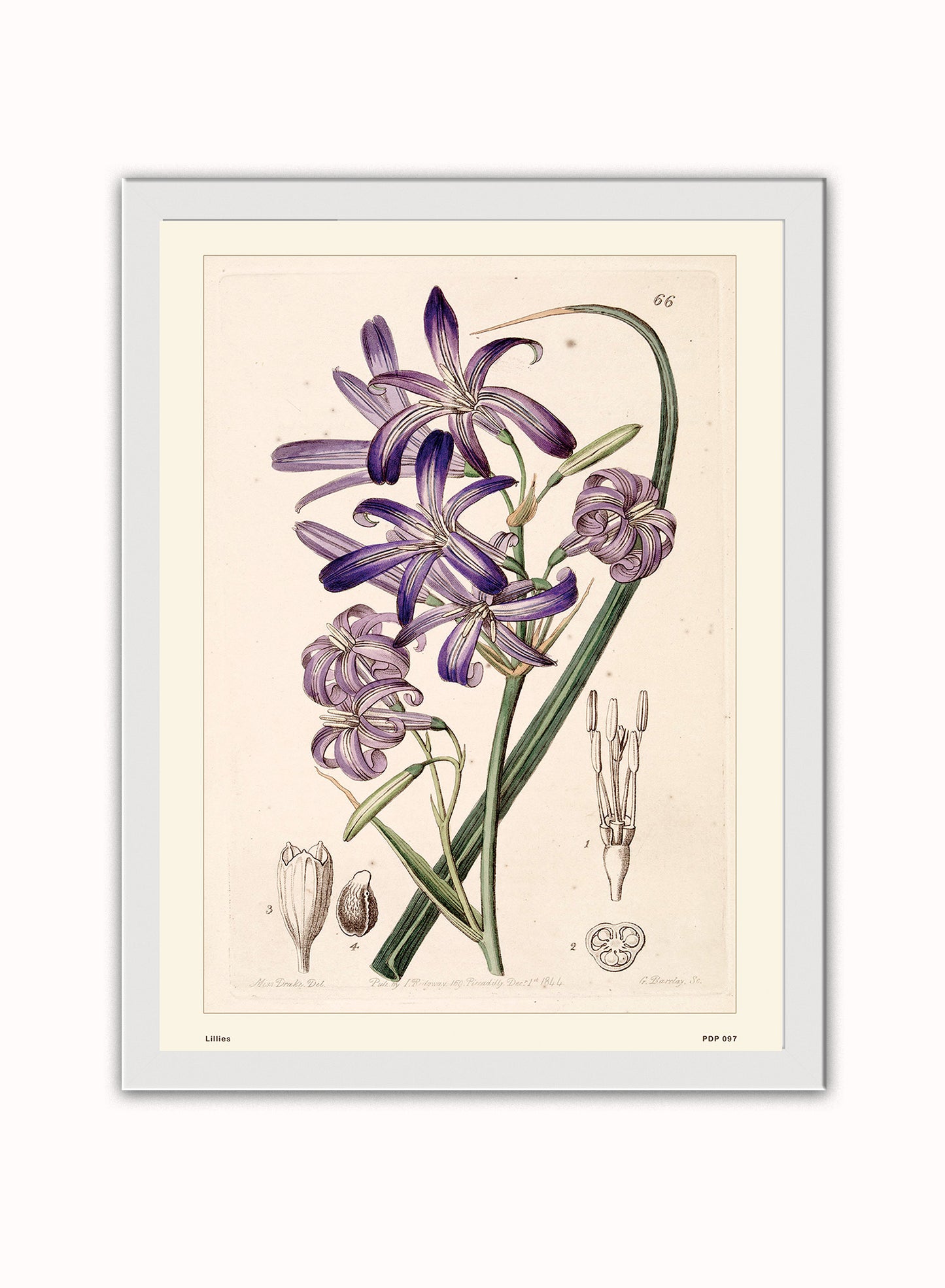 Lillies Natural History Vintage Poster Wall Art Print 30x40cm White Frame