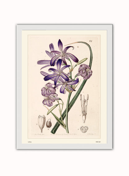Lillies Natural History Vintage Poster Wall Art Print 30x40cm White Frame