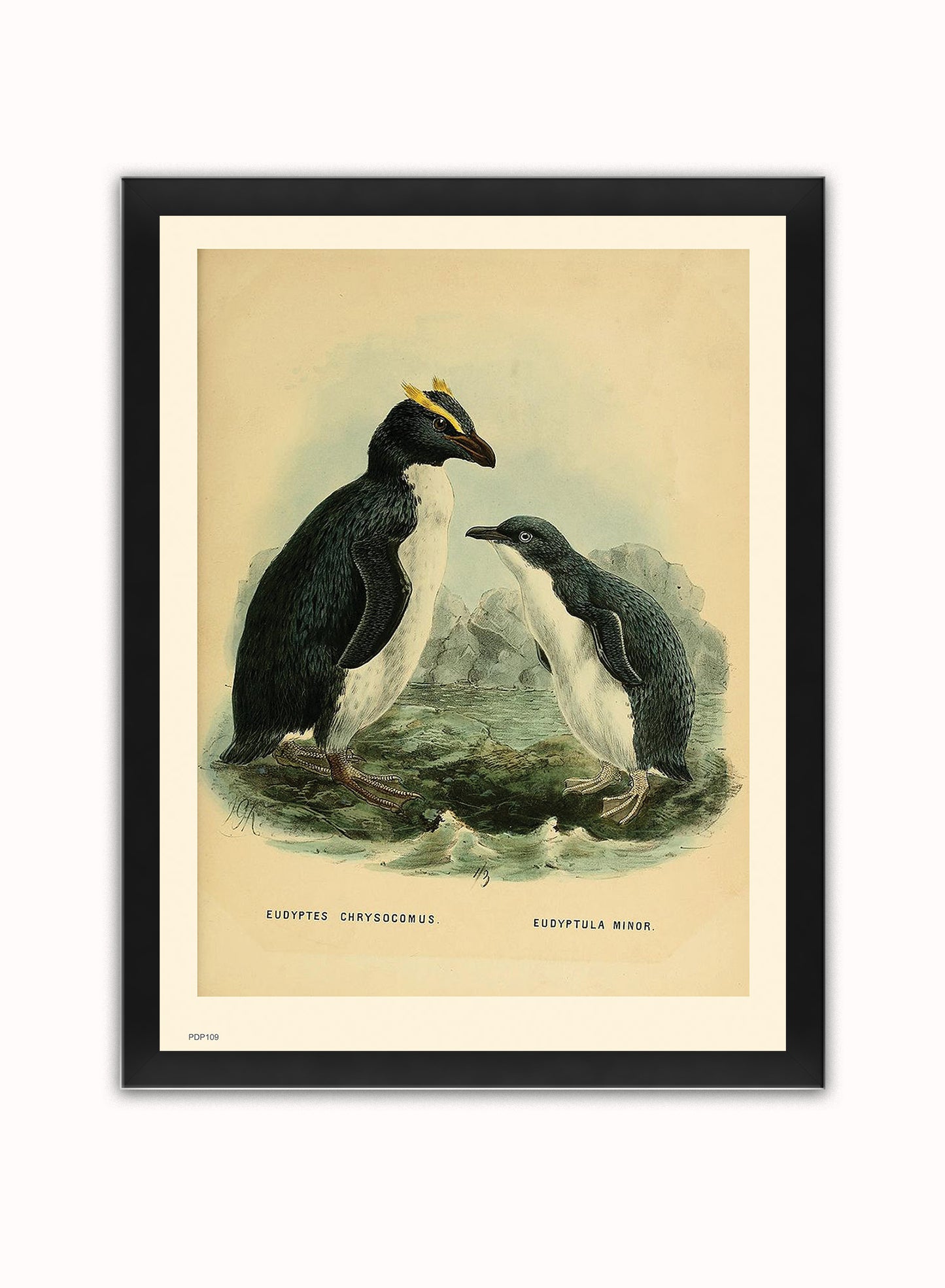 Penguins Natural History Vintage Poster Wall Art Print 30x40cm Black Frame