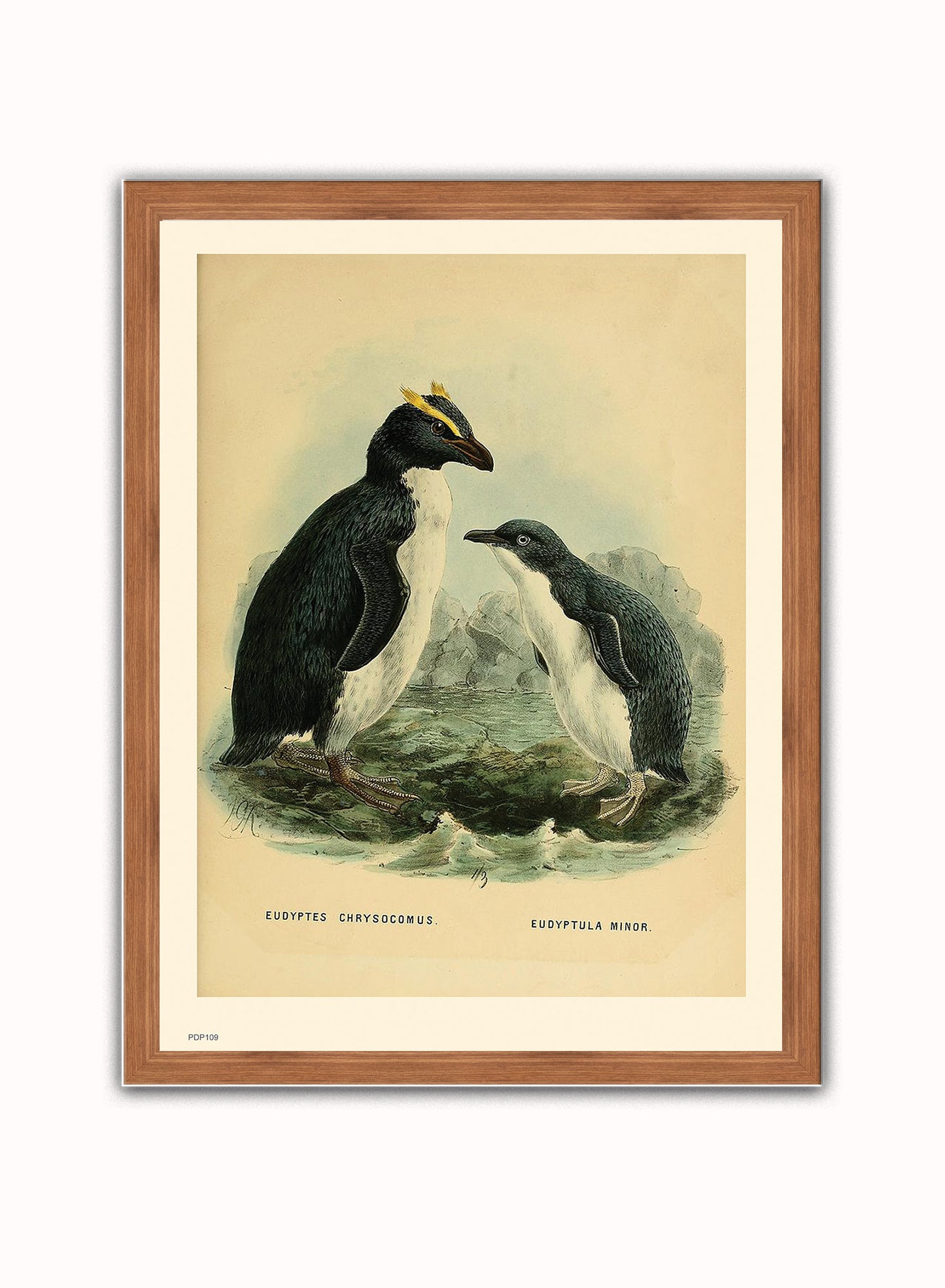 Penguins Natural History Vintage Poster Wall Art Print 30x40cm Dark Wood