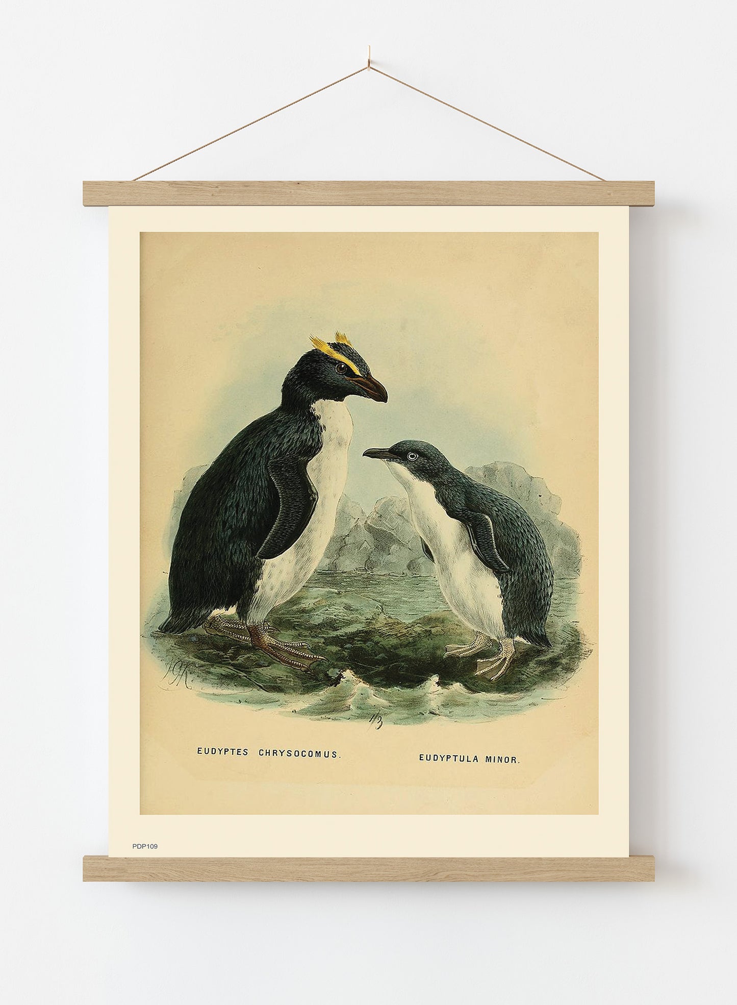 Penguins Natural History Vintage Poster Wall Art Print 30x40cm Hanger