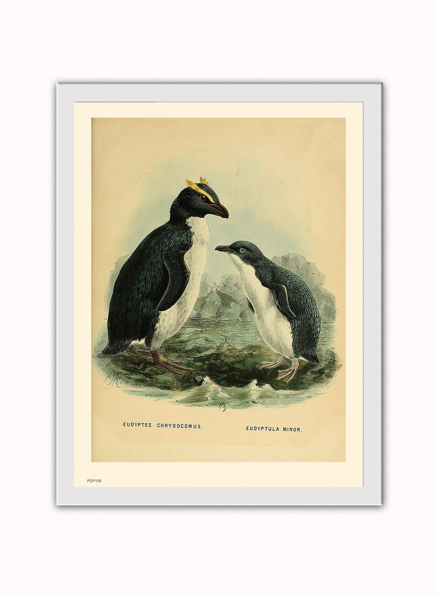 Penguins Natural History Vintage Poster Wall Art Print 30x40cm White Frame