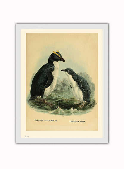 Penguins Natural History Vintage Poster Wall Art Print 30x40cm White Frame