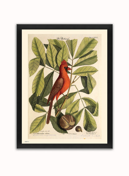 Coccothraustes Rubra (Northern Cardinal) Mark Catesby Natural History Poster Art Print Print – Natural History Poster Art Print Vintage Poster Wall Art 30x40cm Black Frame