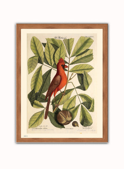 Coccothraustes Rubra (Northern Cardinal) Mark Catesby Natural History Poster Art Print Print – Natural History Poster Art Print Vintage Poster Wall Art 30x40cm Dark Wood