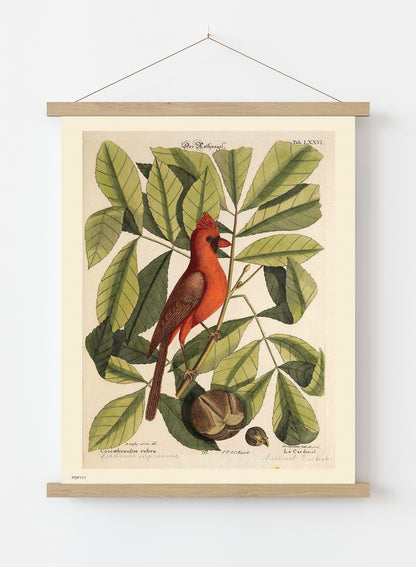 Coccothraustes Rubra (Northern Cardinal) Mark Catesby Natural History Poster Art Print Print – Natural History Poster Art Print Vintage Poster Wall Art 30x40cm Hanger