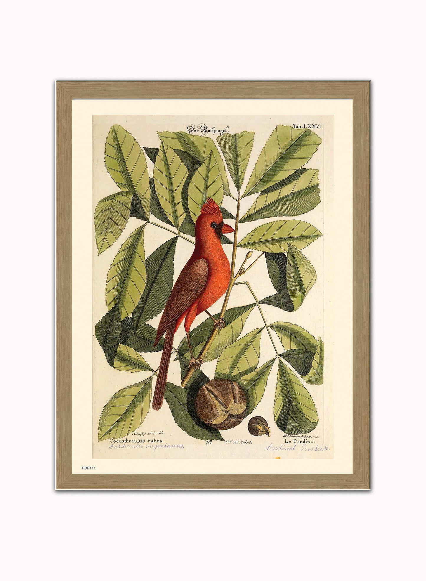 Coccothraustes Rubra (Northern Cardinal) Mark Catesby Natural History Poster Art Print Print – Natural History Poster Art Print Vintage Poster Wall Art 30x40cm Light Wood