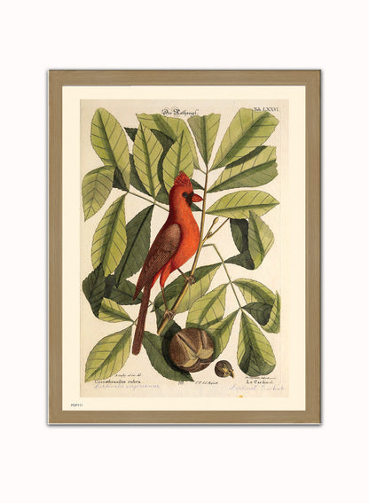 Coccothraustes Rubra (Northern Cardinal) Mark Catesby Natural History Poster Art Print Print – Natural History Poster Art Print Vintage Poster Wall Art 30x40cm Light Wood