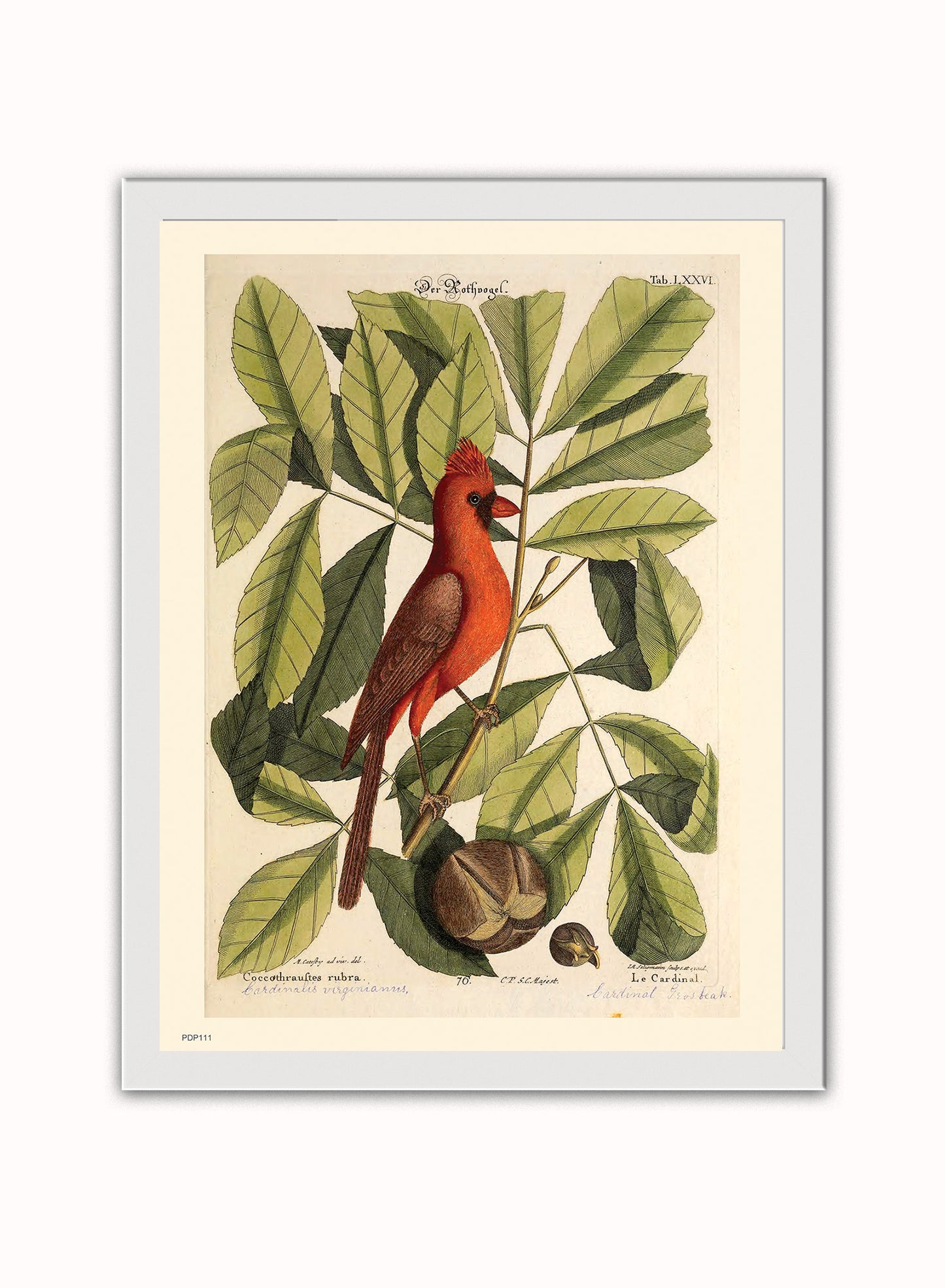 Coccothraustes Rubra (Northern Cardinal) Mark Catesby Natural History Poster Art Print Print – Natural History Poster Art Print Vintage Poster Wall Art 30x40cm White Frame