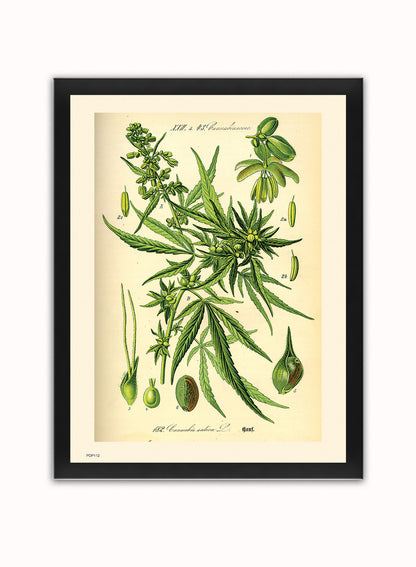 Cannabis sativa, scientific drawing from c1900 Natural History Poster Art Print Vintage Poster Wall Art Print 30x40cm Black Frame