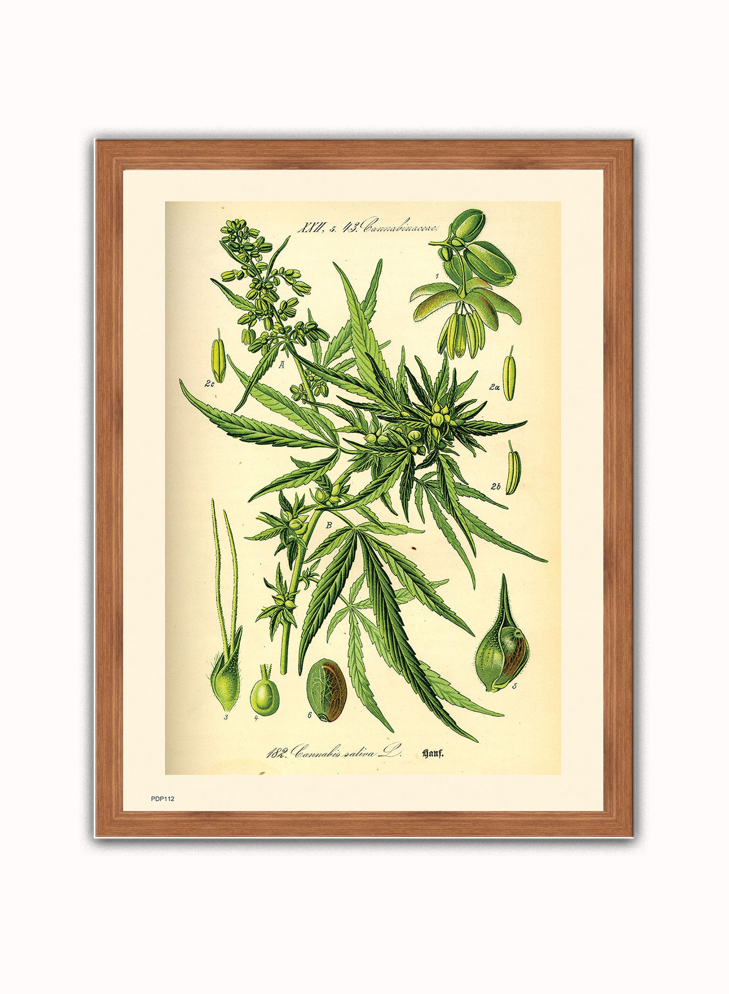 Cannabis sativa, scientific drawing from c1900 Natural History Poster Art Print Vintage Poster Wall Art Print 30x40cm Dark Wood