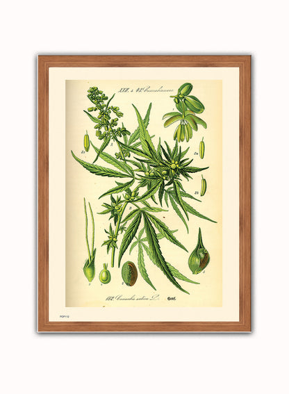 Cannabis sativa, scientific drawing from c1900 Natural History Poster Art Print Vintage Poster Wall Art Print 30x40cm Dark Wood