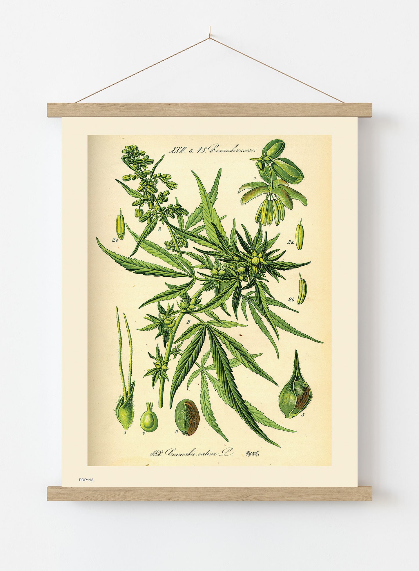 Cannabis sativa, scientific drawing from c1900 Natural History Poster Art Print Vintage Poster Wall Art Print 30x40cm Hanger