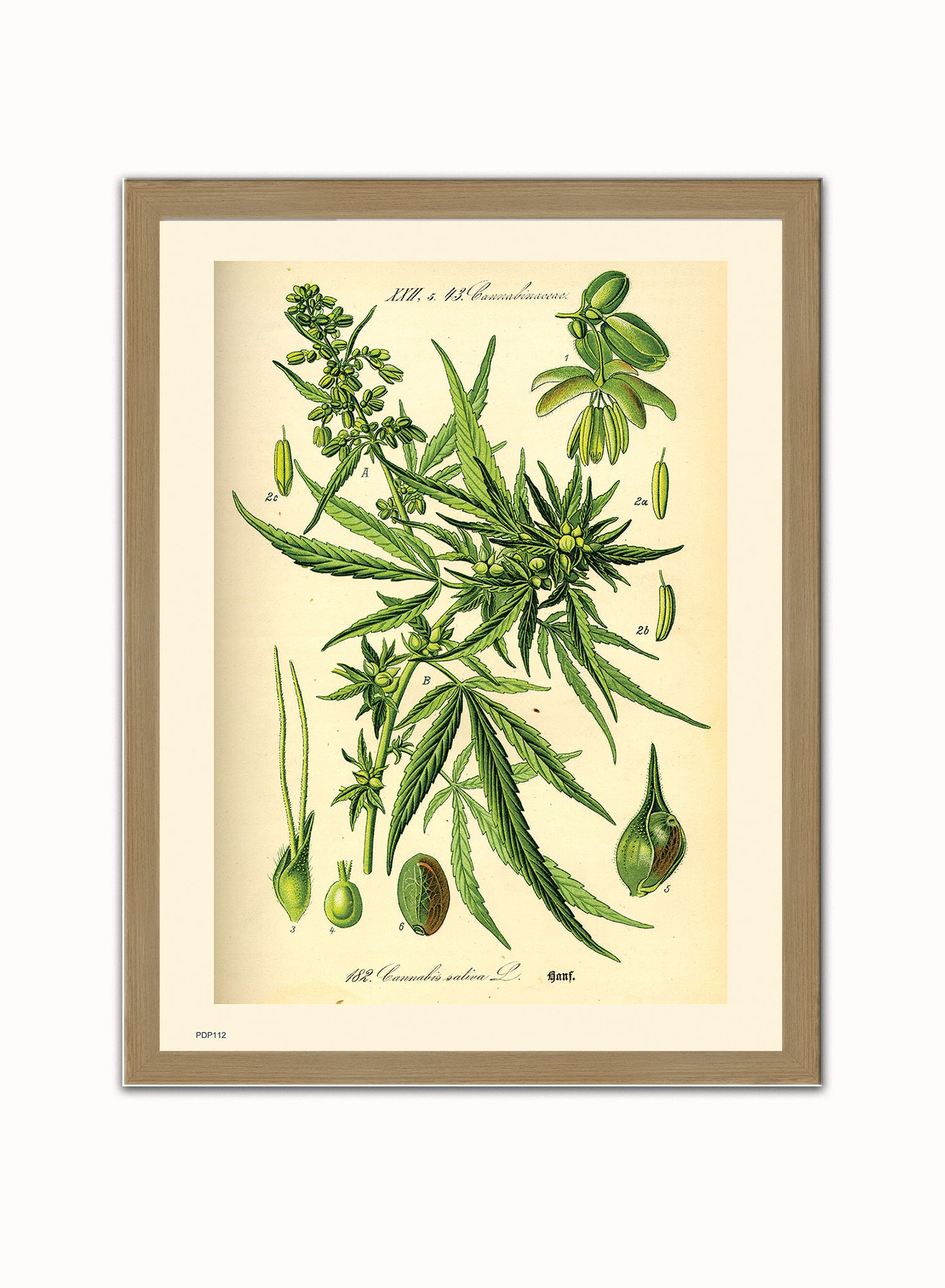Cannabis sativa, scientific drawing from c1900 Natural History Poster Art Print Vintage Poster Wall Art Print 30x40cm Light Wood