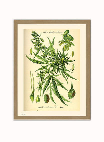 Cannabis sativa, scientific drawing from c1900 Natural History Poster Art Print Vintage Poster Wall Art Print 30x40cm Light Wood