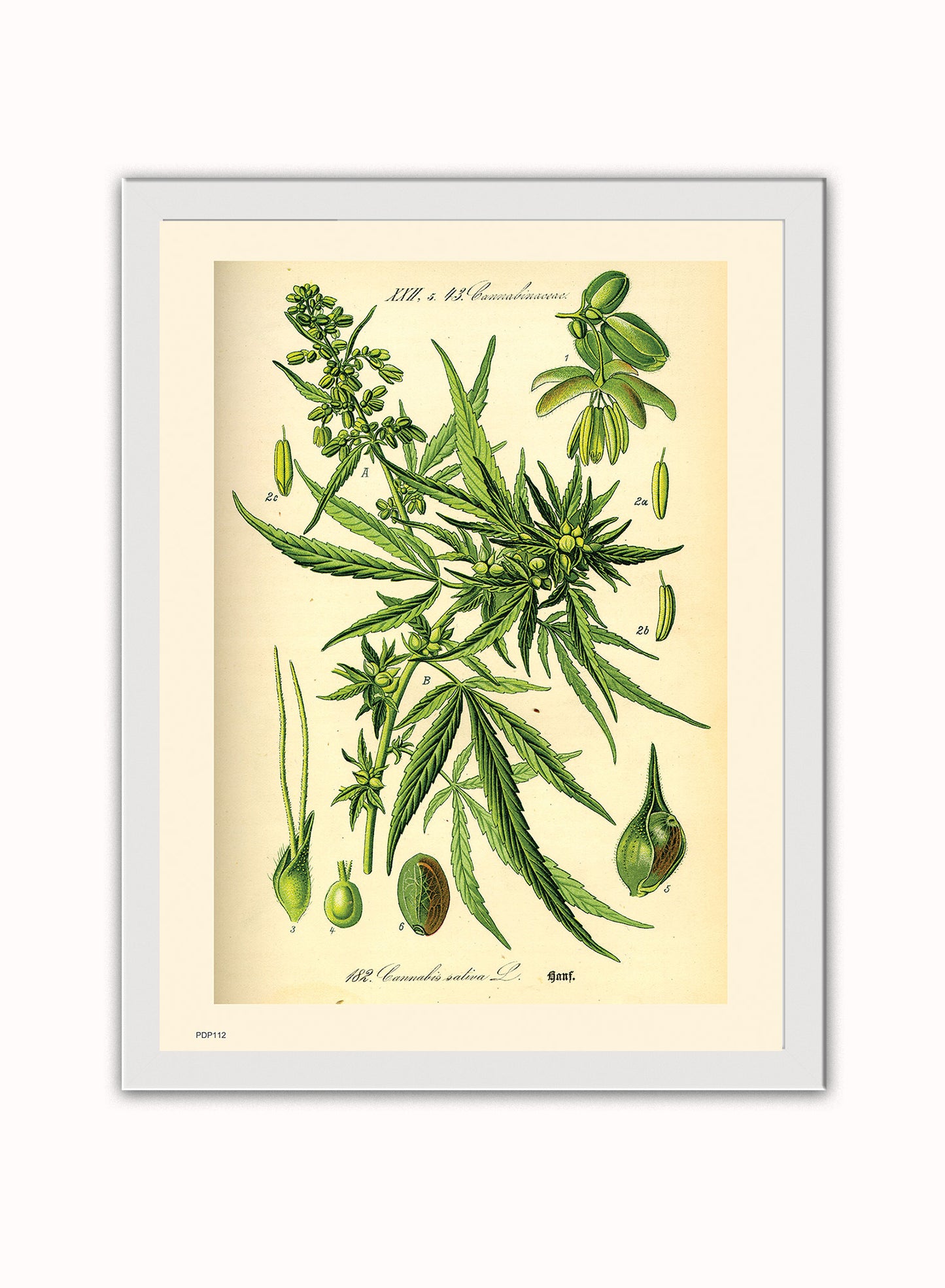 Cannabis sativa, scientific drawing from c1900 Natural History Poster Art Print Vintage Poster Wall Art Print 30x40cm White Frame