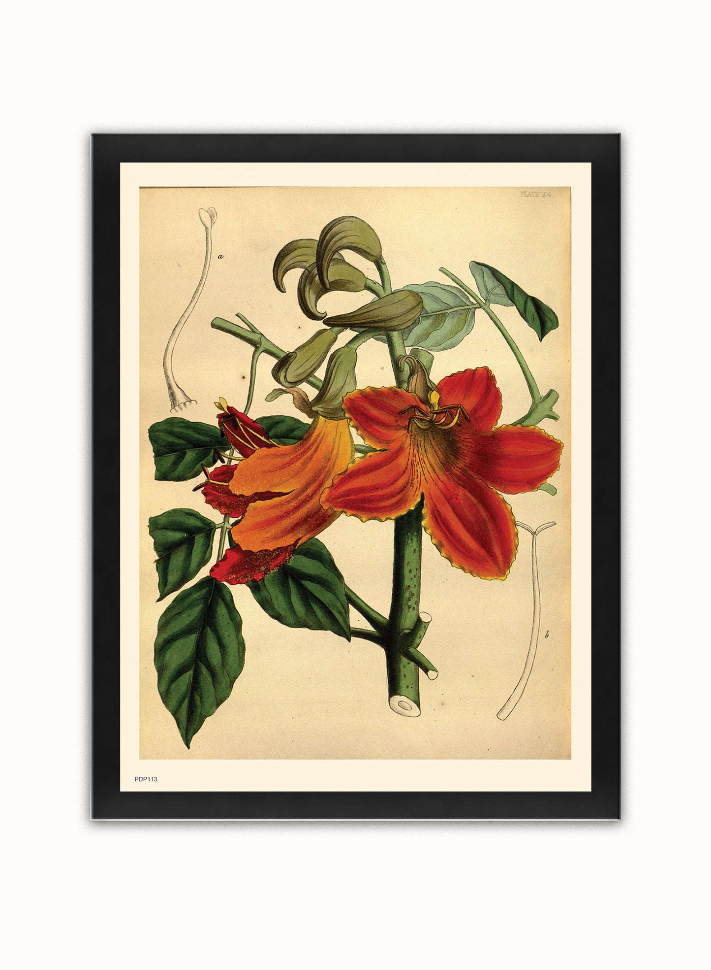 Look botanical book mark Natural History Botanical Wall Art Print 30x40cm Black Frame