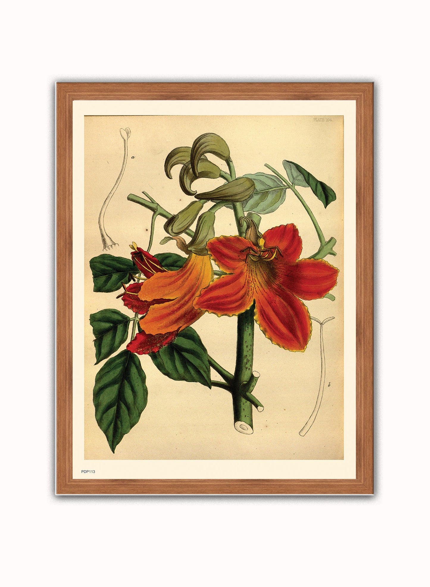 Look botanical book mark Natural History Botanical Wall Art Print 30x40cm Dark Wood