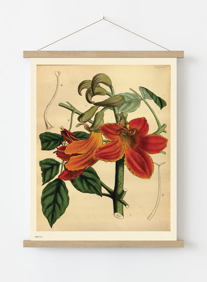 Look botanical book mark Natural History Botanical Wall Art Print 30x40cm Hanger