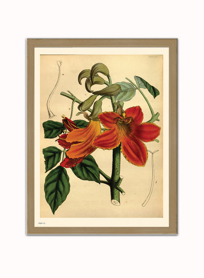 Look botanical book mark Natural History Botanical Wall Art Print 30x40cm Light Wood