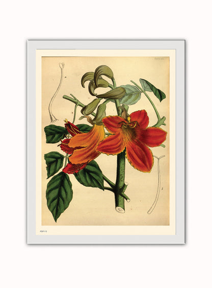 Look botanical book mark Natural History Botanical Wall Art Print 30x40cm White Frame