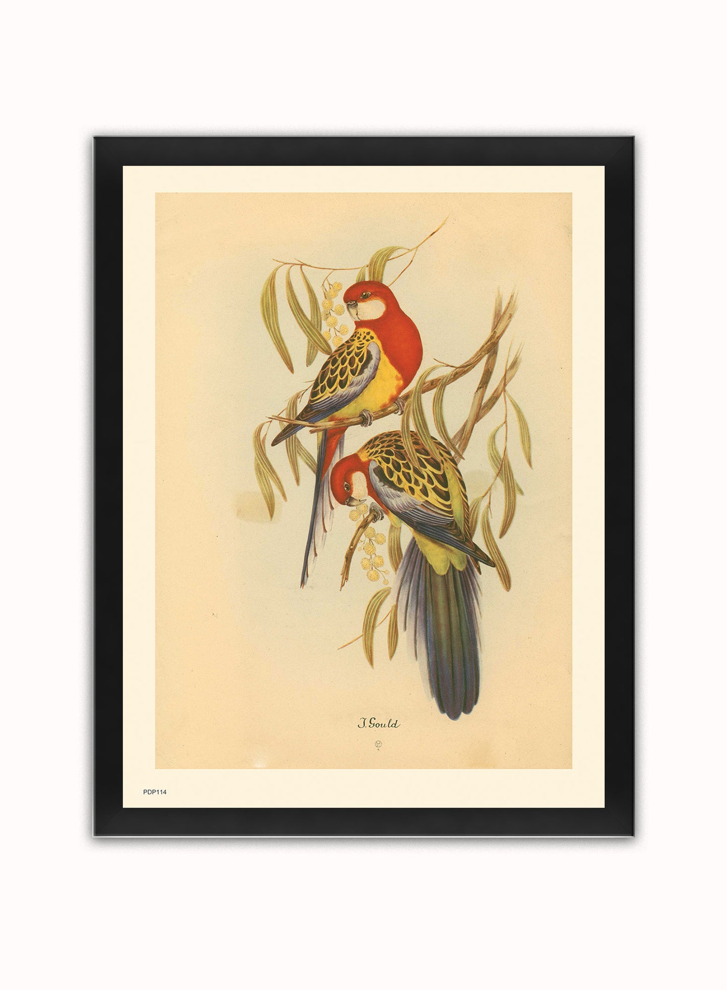 J Gould Parrots Natural History Vintage Poster Wall Art Print 30x40cm Black Frame