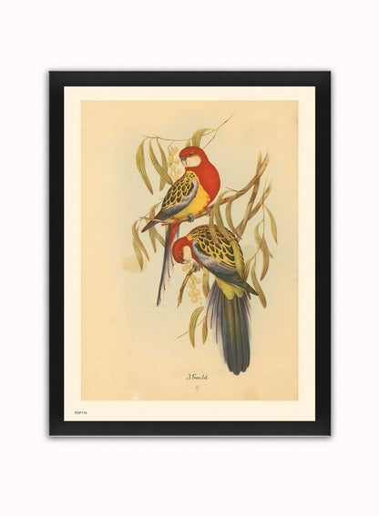 J Gould Parrots Natural History Vintage Poster Wall Art Print 30x40cm Black Frame