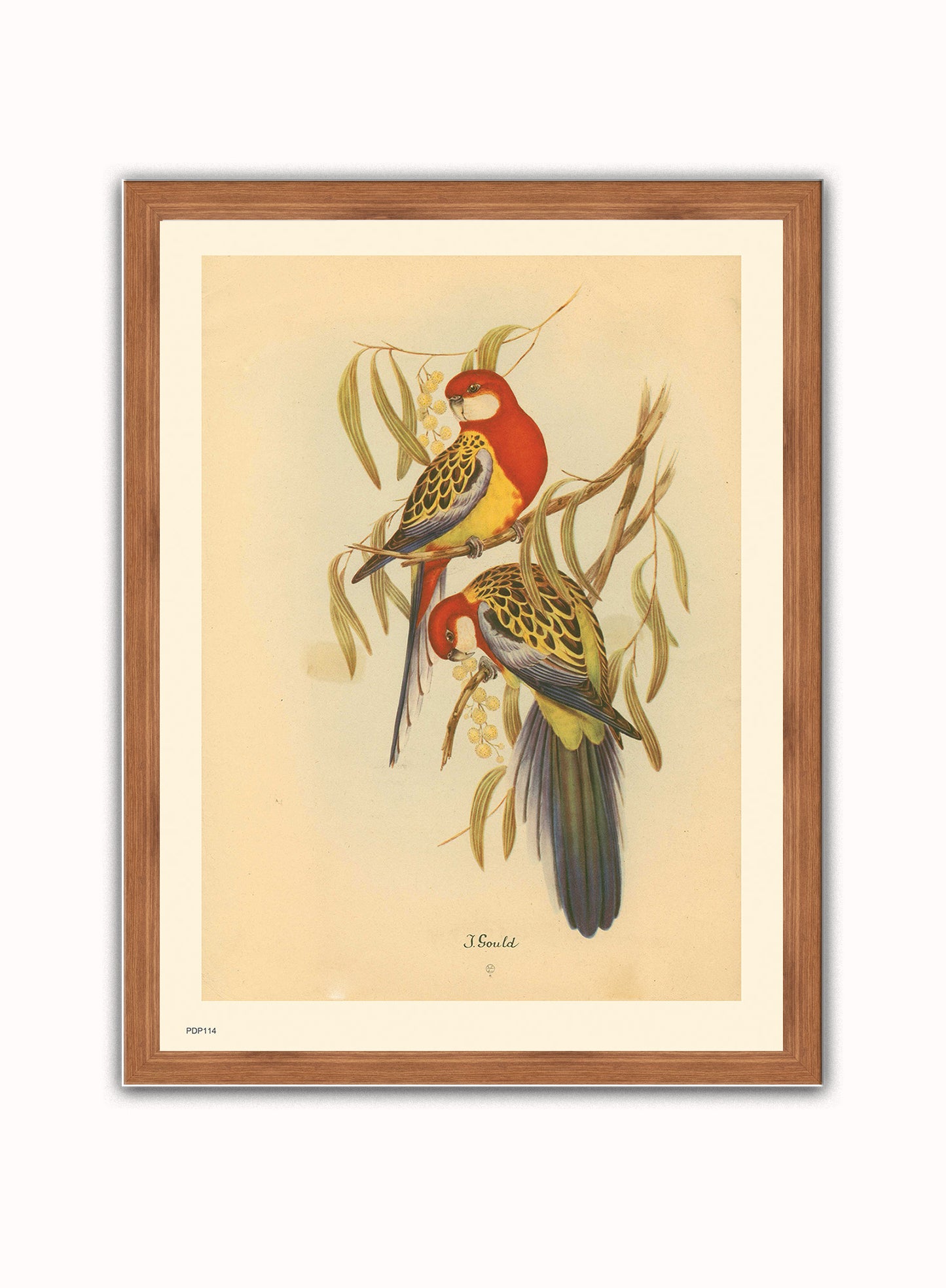 J Gould Parrots Natural History Vintage Poster Wall Art Print 30x40cm Dark Wood