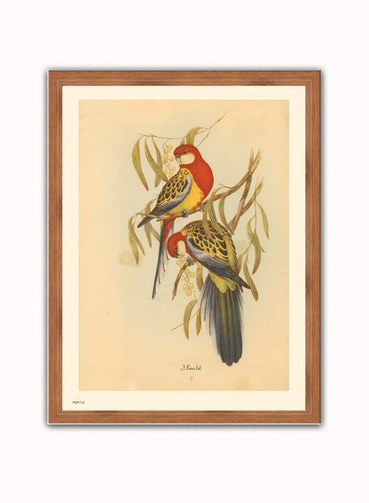 J Gould Parrots Natural History Vintage Poster Wall Art Print 30x40cm Dark Wood