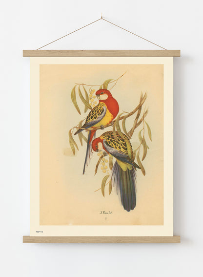 J Gould Parrots Natural History Vintage Poster Wall Art Print 30x40cm Hanger