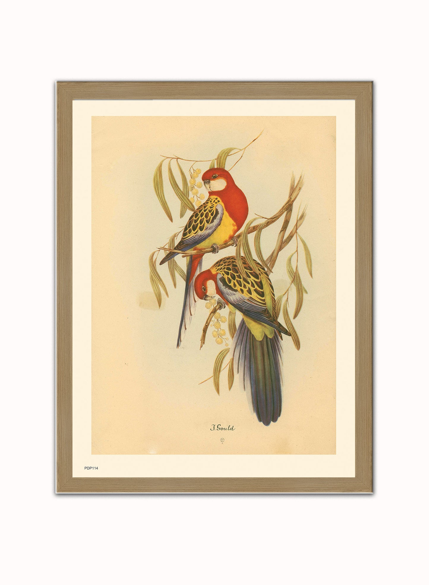 J Gould Parrots Natural History Vintage Poster Wall Art Print 30x40cm Light Wood