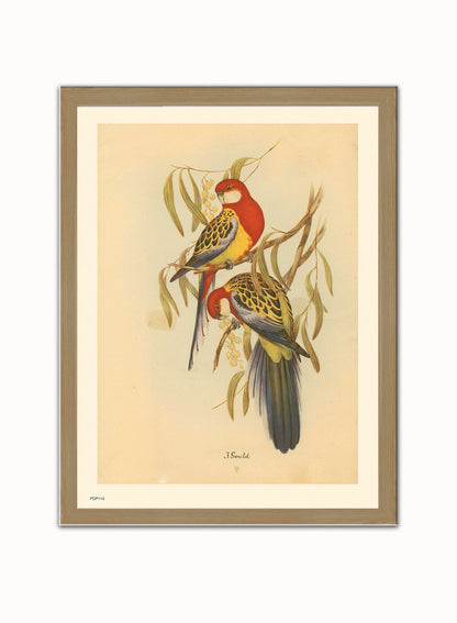 J Gould Parrots Natural History Vintage Poster Wall Art Print 30x40cm Light Wood