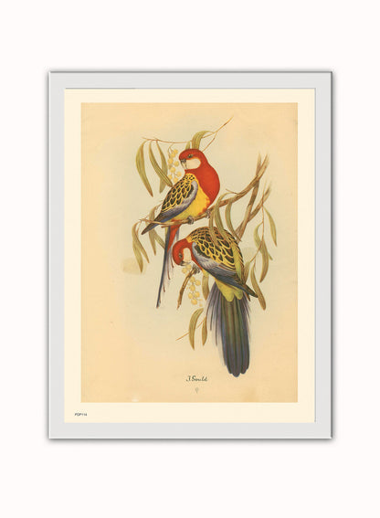 J Gould Parrots Natural History Vintage Poster Wall Art Print 30x40cm White Frame