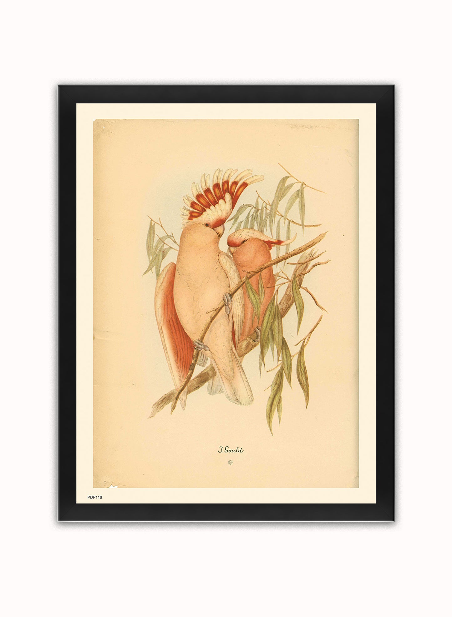 J Gould Parrots Natural History Vintage Poster Wall Art Print 30x40cm Black Frame