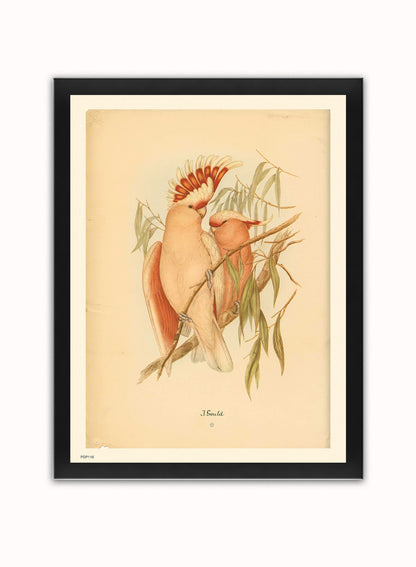 J Gould Parrots Natural History Vintage Poster Wall Art Print 30x40cm Black Frame