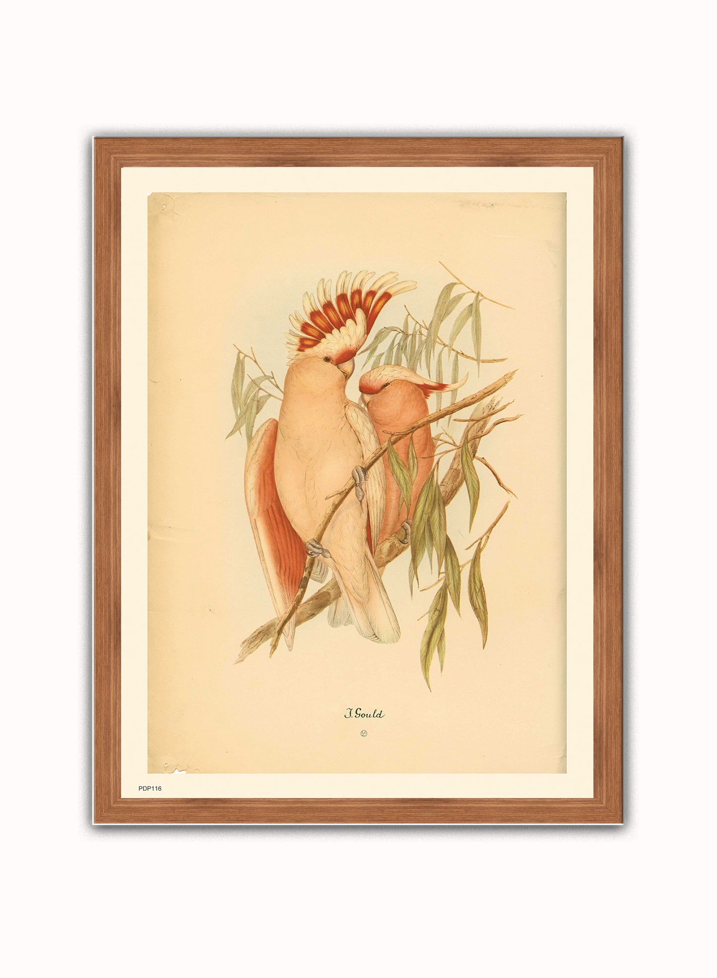 J Gould Parrots Natural History Vintage Poster Wall Art Print 30x40cm Dark Wood