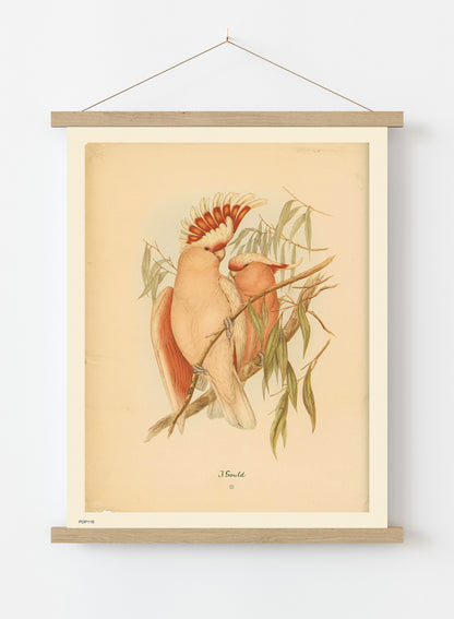 J Gould Parrots Natural History Vintage Poster Wall Art Print 30x40cm Hanger