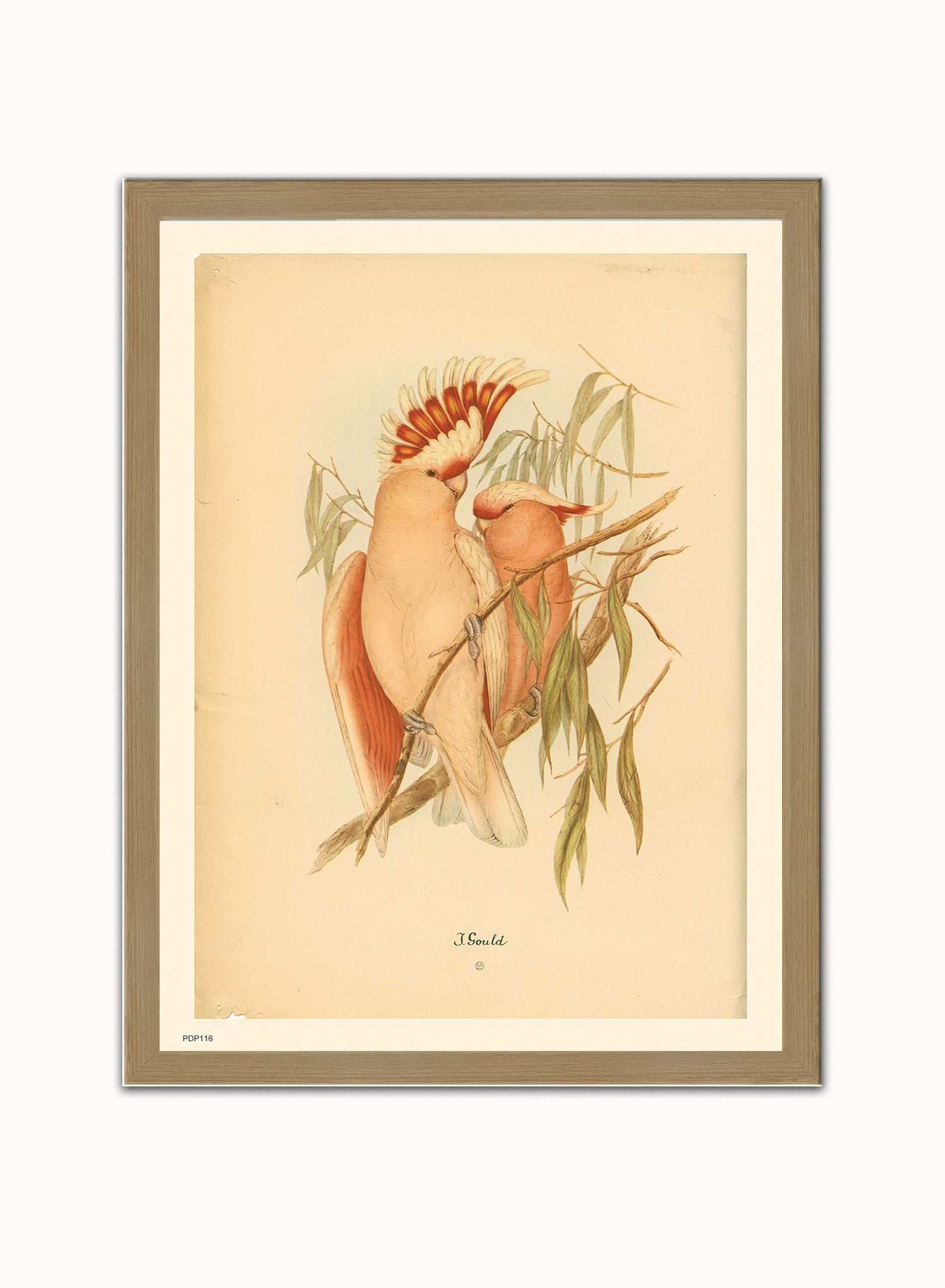 J Gould Parrots Natural History Vintage Poster Wall Art Print 30x40cm Light Wood