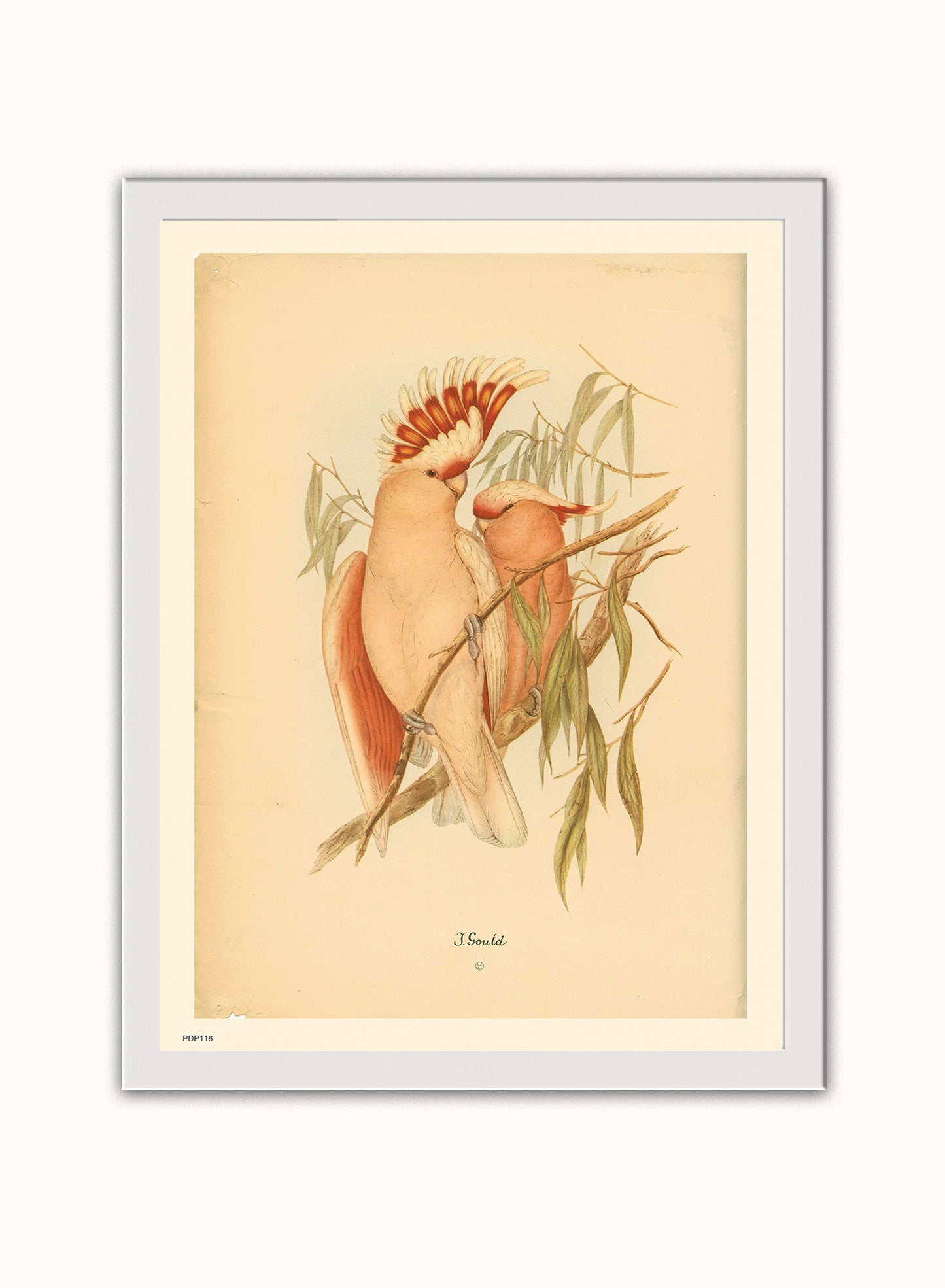 J Gould Parrots Natural History Vintage Poster Wall Art Print 30x40cm White Frame