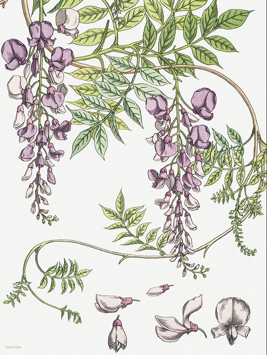Wisteria by Maurice Pillard Verneuil Vinatge Poster 30x40cm Art Print