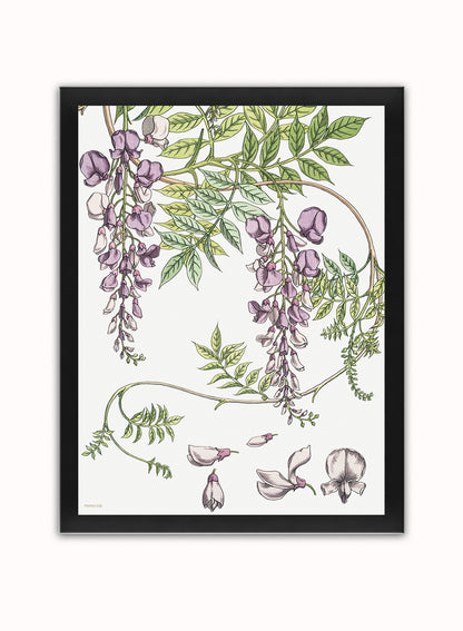 Wisteria by Maurice Pillard Verneuil Vintage Poster Print – Maurice Pillard Vereuil Poster Vintage Poster Wall Art 30x40cm Black Frame