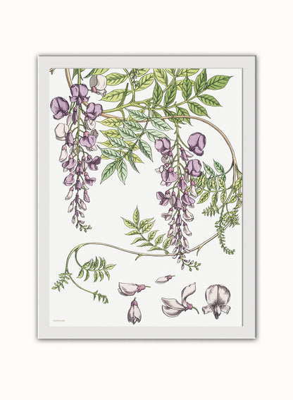 Wisteria by Maurice Pillard Verneuil Vintage Poster Print – Maurice Pillard Vereuil Poster Vintage Poster Wall Art 30x40cm White Frame