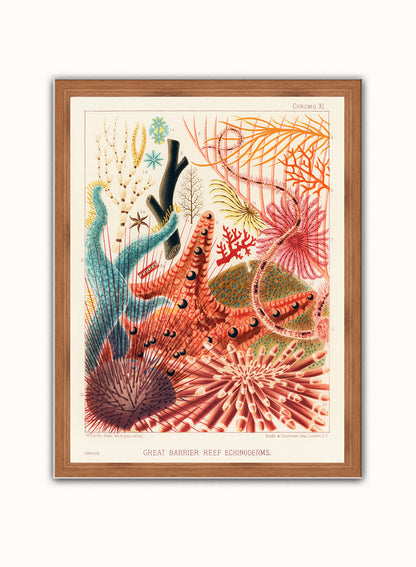 Great Barrier Reef Echinoderms Natual History Vintage by William Saville-Kent Vintage Art Wall Art Print 30x40cm Dark Wood