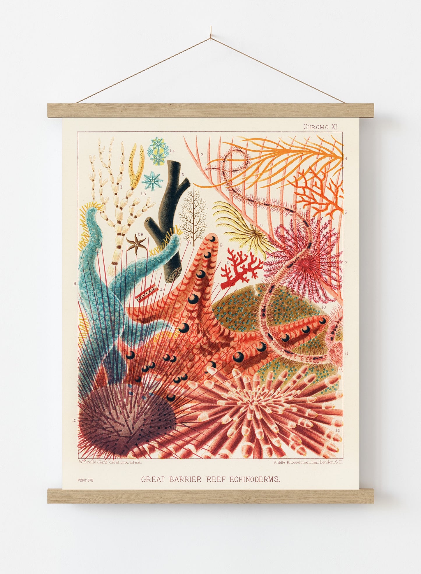 Great Barrier Reef Echinoderms Natual History Vintage by William Saville-Kent Vintage Art Wall Art Print 30x40cm Hanger
